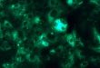 Hepatitis A virus fashions cloak-like envelope from infected cell’s membrane