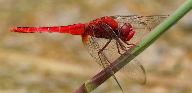 Fare Media | Dragonfly pigments by scientists